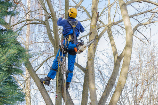 Best Fruit Tree Pruning  in USA